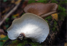 Picipes badius - Трутовик каштановый