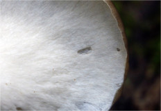 Picipes badius - Трутовик каштановый