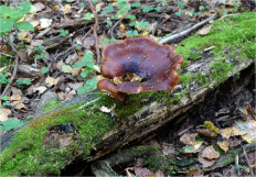 Picipes badius - Трутовик каштановый