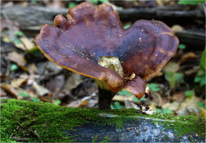 Picipes badius - Трутовик каштановый