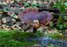 Picipes badius - Трутовик каштановый