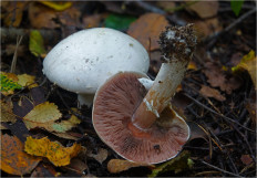 Гриб из Москва