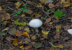 Гриб из Москва