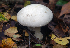 Гриб из Москва