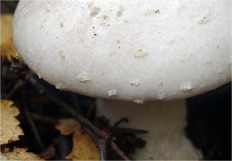 Гриб из Москва