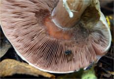 Гриб из Москва