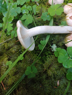 Гриб из Vilnius