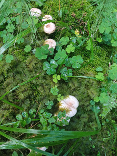 Гриб из Vilnius