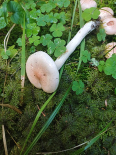 Гриб из Vilnius