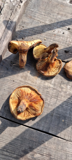 Гриб из Покрово-Марфино с., Тамбовской обл.