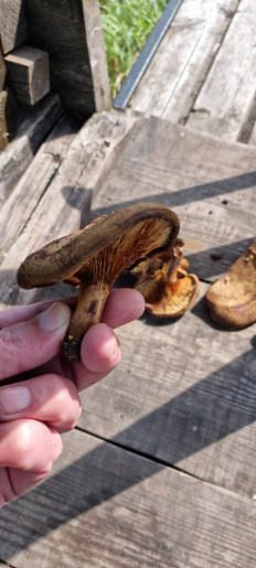 Гриб из Покрово-Марфино с., Тамбовской обл.