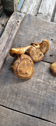 Гриб из Покрово-Марфино с., Тамбовской обл.