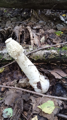 Гриб из Ярославль