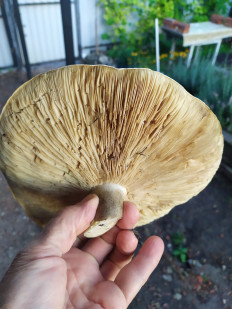 Гриб из Анализа Хвалынского района Саратовской обл