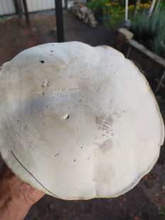 Гриб из Анализа Хвалынского района Саратовской обл