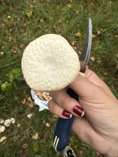 Гриб из Канск