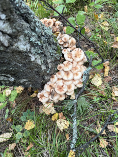 Гриб из Канск