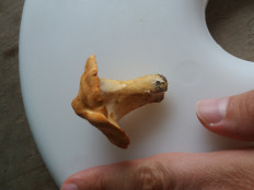 Гриб из Барановичи