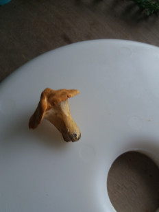 Гриб из Барановичи