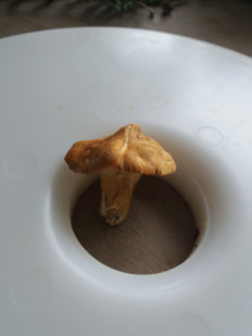 Гриб из Барановичи