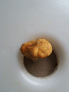 Гриб из Барановичи