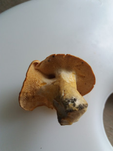 Гриб из Барановичи