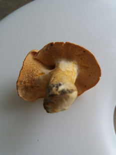 Гриб из Барановичи