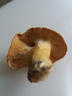 Гриб из Барановичи