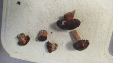 Гриб из Москва