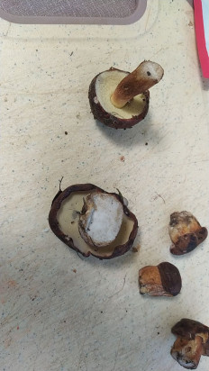 Гриб из Москва