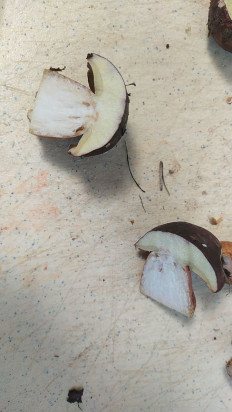 Гриб из Москва