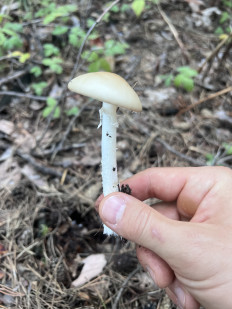 Гриб из СПб