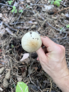 Гриб из СПб