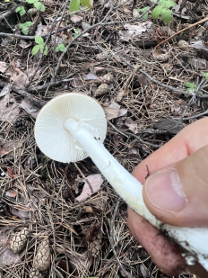 Гриб из СПб