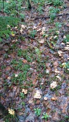 Гриб из Комсомольск-на-Амуре