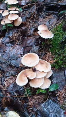 Гриб из Комсомольск-на-Амуре