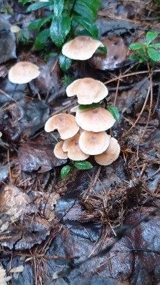 Гриб из Комсомольск-на-Амуре