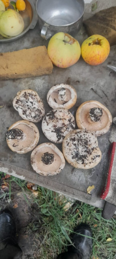 Гриб из Воронеж