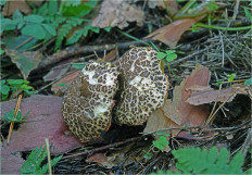 Гриб из Москва