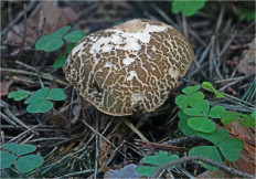 Гриб из Москва