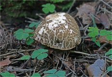 Гриб из Москва