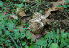 Гриб из Москва