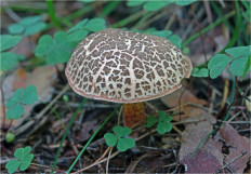 Гриб из Москва