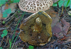 Гриб из Москва