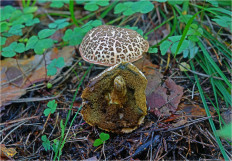 Гриб из Москва