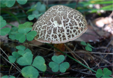 Гриб из Москва