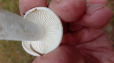 Гриб из Кемерово