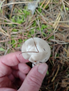 Гриб из Кемерово