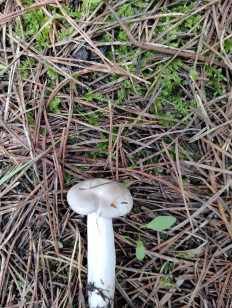 Гриб из Кемерово