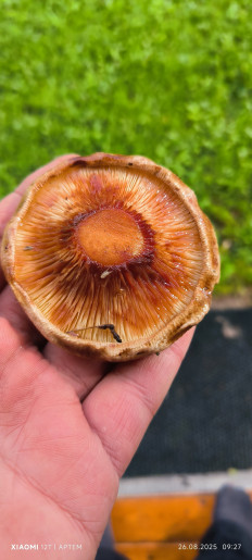 Гриб из Вологда